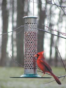 Bird Feeders At Cooperseeds Com