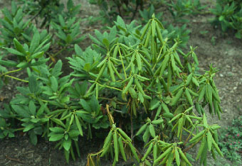 Azalea Care - Lawn & Garden at cooperseeds.com
